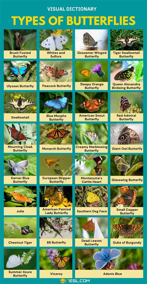 dominika butterfly|List of butterflies of Dominica .